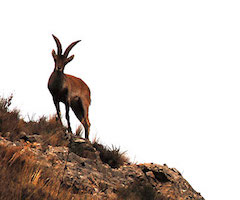 Aumentan los cupos de caza de cabra montés para evitar la aparición y propagación de la sarna en Teruel